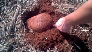 Resultado de imagem para CACHORRO PEGANDO PEBA