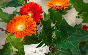 Corone d'alloro venivano poste sul capo ai vincitori delle guerre, dei certami poetici e delle olimpiadi, rametti di alloro intrecciati tra loro venivano indossati come corone dagli imperatori. Fiori Recisi Zubini