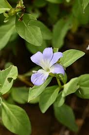Image result for Barleria megalosiphon
