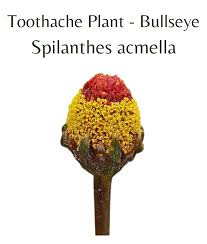 Image result for Spilanthes