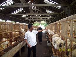 Sayangnya, aroma hewan satu ini tidaklah sedap. Inilah Panduan Cara Beternak Kambing Yang Baik Untuk Pemula