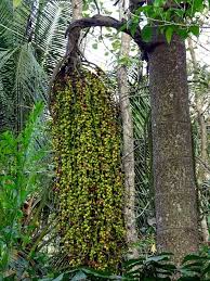 Image result for Caryota urens