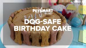 You are going to love this collection of dog cake ideas for birthdays and we have rounded up pinterest best diy tutorials for you to try. Petsmart Kitchen Doggie Birthday Cake Youtube