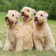 Important checklist for soft coated wheaten terrier puppy. Soft Coated Wheaten Terrier Puppies For Sale Available In Phoenix Az