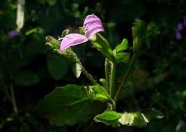 Image result for Hypoestes triflora