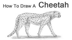 Then, draw the body and tail using curved lines. How To Draw A Cheetah