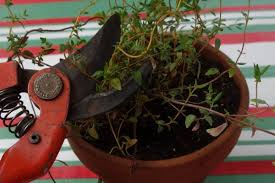 Maybe you would like to learn more about one of these? Thym En Pot