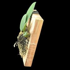 Image result for Bulbophyllum stolzii