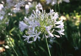 Image result for Agapanthus praecox