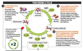 Photosynthesis is used by plants to create glucose. Krebs Cycle Cellular Respiration Cellular Respiration Biology Flashcards Quizlet