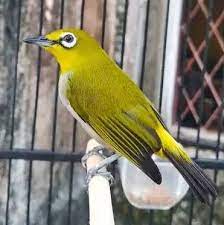 Tak kalah dengan jenis pleci lain, pleci dakun memiliki suara kicaun yang merdu dan cukup bervareasi. Mengenal Jenis Burung Pleci Yang Bagus Untuk Lomba Serta Harga