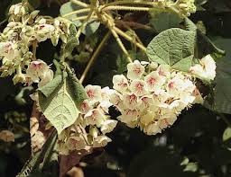 Image result for Dombeya