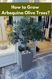 Arbequina Olive Tree In Pot 8 Amazing Growing Tips In 2020 Potted Trees Arbequina Olive Tree Olive Tree