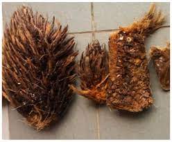The torrefaction of oil palm empty fruit bunch (efb) briquettes was examined in this study. Agriengineering Free Full Text Potential Of Oil Palm Elaeisguineensis Empty Fruit Bunch Fibres Cement Composites For Building Applications