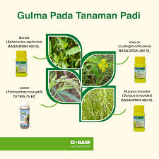 Bangun datar terdiri dari persegi, persegi panjang, segitiga, lingkaran. Gulma Adalah Tumbuhan Pengganggu Basf Petani Sejahtera Facebook