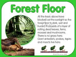 Rainforests Printable Picture Theme Flash Cards Classroom Displays Teacher Resources Teacher Rainforest Theme Rainforest Project Rainforest Activities