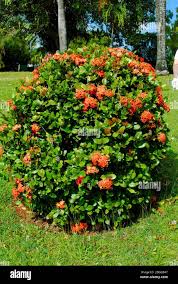 Image result for Ixora nana