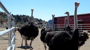 56,033 likes · 67 talking about this · 1,024,397 were here. Ready To Ride 5 Things To Know About The Camel And Ostrich Races