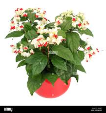 Image result for Clerodendrum thomsoniae