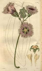 Image result for Telfairia pedata