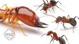 Fire Ants Uncovered: Behavior, Impact, And Control Strategies - Staysafe.Org