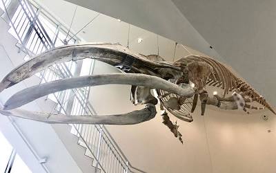 The bowhead whale's skull makes up nearly a third of its entire body length, acting as a natural battering ram, do AI tạo