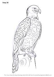 Draw an oval that will serve as the basic shape for the head of the bird. Learn How To Draw Bald Eagle Full Body Bird Of Prey Step By Step Drawing Tutorials Eagle Drawing Drawings Bald Eagle