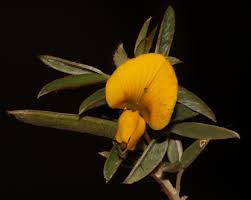 Image result for Argyrolobium rupestre