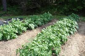 Check spelling or type a new query. 18 Ways To Grow Potatoes Potato Planting Ideas Balcony Garden Web
