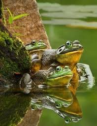 Birds Do It Bees Do It Even Educated Fleas Do It Let S Do It Let S Fall In Love Frogs By Overglaze On Porcelain Cute Frogs Reptiles Amphibians