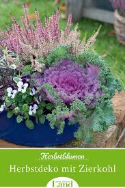 Herbstdeko Im Garten Mit Zierkohl So Dekorativ Kann Kohl Sein Die Mauerkrone Ziert Eine Schale Mit Hornveilchen Panaschiertem Zierkohl Pflanzen Herbstblumen