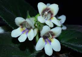 Image result for Gesneriaceae