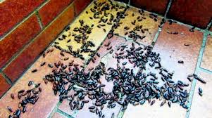 Kleine schwarze käfer im haus und garten oftmals sieht man sich gerade im frühling mit dem problem konfrontiert, dass sich kleine schwarze käfer in der wohnung aufhalten. Kafer Plage In Heiligenzell Baden Online Nachrichten Der Ortenau Offenburger Tageblatt