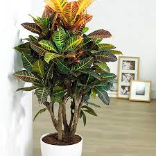 Kroton Petra Codiaeum Variegatum Petra Szobanovenyek Fitoland Hu En 2020 Decoration Plantes Interieur Plantes De Decor De Maison Plante Verte