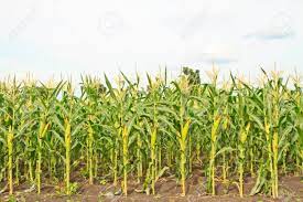 Flour corn stalk stock photos and images. A Wall Of Corn Stalks Full Of Corn In Vertical Format Stock Photo Picture And Royalty Free Image Image 15220852