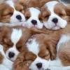 Of course, your dog needs to take her time to poop. Https Encrypted Tbn0 Gstatic Com Images Q Tbn And9gctps2esacdrxfafr1w5dxpcv0n5urttz989qqm5m1zl45d5frwj Usqp Cau