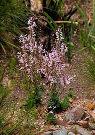 Image result for Cyphia