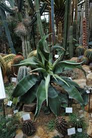 Diaschau2 Botanischer Garten Kiel