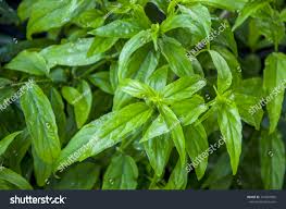 Cara penanaman pokok belalai gajah,hanya menggunakan batang sahaja.cucuk di dalam tanah sahaja. Clinacanthus Nutans Alchetron The Free Social Encyclopedia