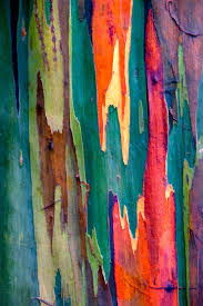 Bark From A Rainbow Eucalyptus Tree Bomen Schilderen Abstracte Schilderijen Eucalyptus Deglupta