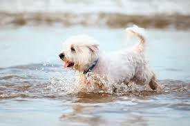 If you think you just can't keep your dog and are considering surrender, please read this first. 10 Best Maltese Rescues For Adoption 2021 Our Top 10 Picks