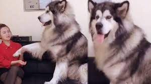 Unlike the alaskan malamute, the giant alaskan malamutes are not recognized by the american kennel club as a unique breed. Giant Alaskan Malamute Wants Love Youtube