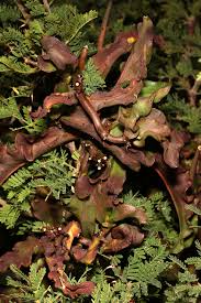 Image result for Ceropegia crassifolia