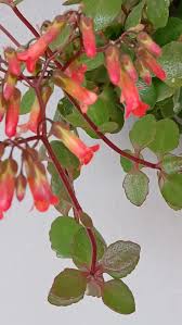 Image result for Kalanchoe manginii