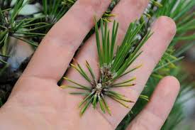 B indicates buddings further back on the branches. Thinning Japanese Black Pine Bonsai Tonight Japanese Black Pine Black Pine Bonsai Bonsai