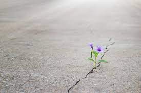 Through logs and stone or brick walls. Purple Flowers Growing On Crack Street Soft Focus Blank Text Ray Of Hope