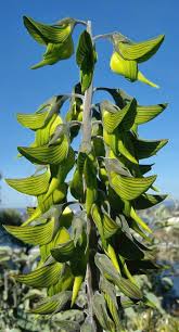 Image result for Crotalaria monteiroi