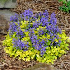 Image result for Ajuga