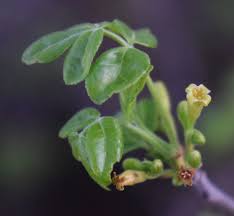 Image result for Commiphora caerulea