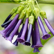 Image result for Iochroma